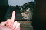 sad cat 05