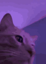 rave-cat2