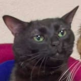 cato