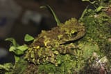 image_10620e-Theloderma-khoii