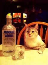 drunk_cat