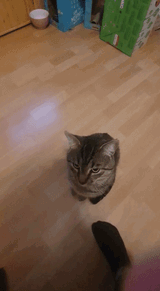 cat torpedo