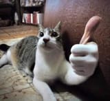 CatThumbsUp