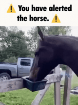 you-have-alerted-the-horse-horse-1355970384