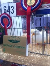 SupremeDuck