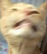 cat101