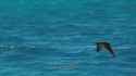 WARNING! A HUGE BATTLESHIP IS APPROACHING FAST_thumb.jpg