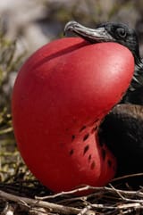 explore-basic-insitincts-frigatebird-4