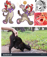 cat ringo