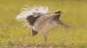 bustard2_thumb.jpg