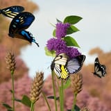 butterflies