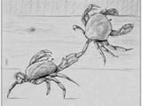 crabs_in_a_bucket