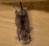 catwiggling
