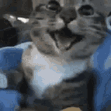 CATS R KEWL