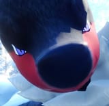 1735484491803041