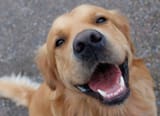 CANS_dogsmiling_379727605