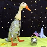 Quackstronaut