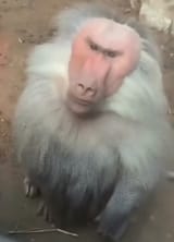1723114778377875