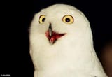 owl