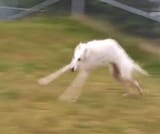 fast dog