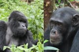 chimpanzee-vs-gorilla-1