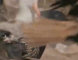 1729461329206107