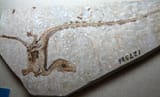 Sinosauropteryxfossil