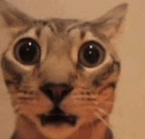 cat-cat-meme