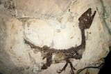 Scipionyx-samniticus-Ciro-foto-e1617709077221-1233238021