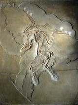 800px-Archaeopteryx_lithographica_(Berlin_specimen)