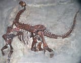 Camarasaurus_lentus_Carnegie