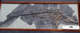 Ichthyosaurus_communis_in_London