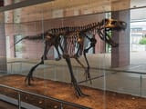 20240614_174406_Reconstructed_skeleton_of_Smok_wawelski_-_Nature_Education_Centre_-_Jagiellonian_University_in_Kraków_02