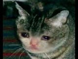 sad cat 2