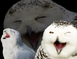 laughing birbs