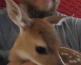 deer eyebrow