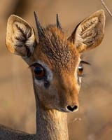 Dikdik