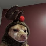 dog contempt