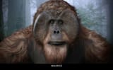 maurice