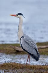 Graureiher_Grey_Heron