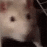 rat-jam