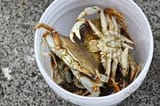 crab bucket&#039;