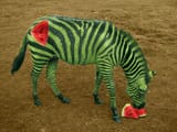 watermelon zebra
