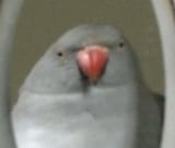 autismal bird