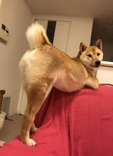 butt