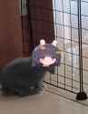 Miyu gets squished[sound=https%3A%2F%2Ffiles.catbox.moe%2Fsna5n3.mp3]_thumb.jpg