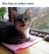 Kot rocki