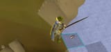 Image_2025-06-09_Fishing