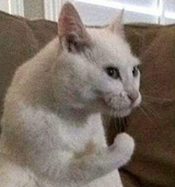 Italian cat