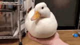nice duck